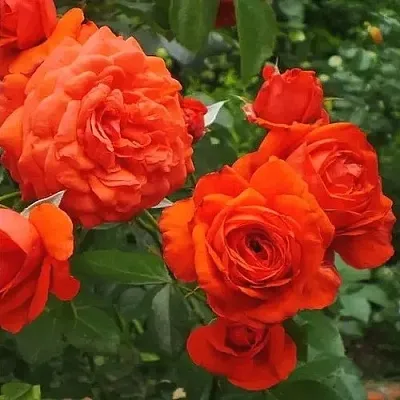 Саженцы роз МАЙНТАУЭР плетистая  Саженцы роз МАЙНТАУЭР плетистая в Челябинске