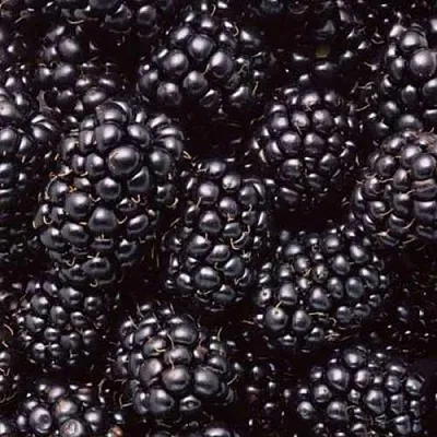 Ежевика ОРКАН бесшипная  Ежевика ОРКАН бесшипная в Челябинске