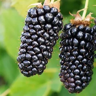 Ежевика КОЛАМБИЯ ГИГАНТ бесшипная  Ежевика КОЛАМБИЯ ГИГАНТ бесшипная в Челябинске