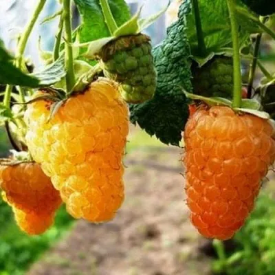 Малина ОРАНЖЕВОЕ ЧУДО  Малина ОРАНЖЕВОЕ ЧУДО в Челябинске