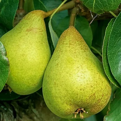 Груша Г-6 колонновидная  Груша Г-6 колонновидная в Челябинске