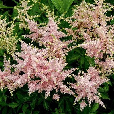 Астильба СЕСТРА ТЕРЕЗА Арендса  Астильба СЕСТРА ТЕРЕЗА Арендса в Челябинске