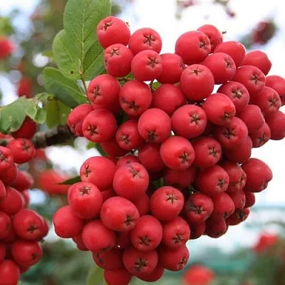 Рябина АЛАЯ КРУПНАЯ сладкоплодная  Рябина АЛАЯ КРУПНАЯ сладкоплодная в Челябинске
