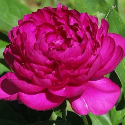 Пион БАРХАТ НОЧИ травянистый  Пион БАРХАТ НОЧИ травянистый в Челябинске