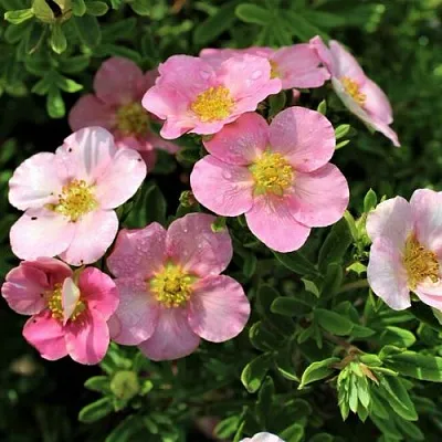 Лапчатка ЛАВЛИ ПИНК кустарниковая в Челябинске