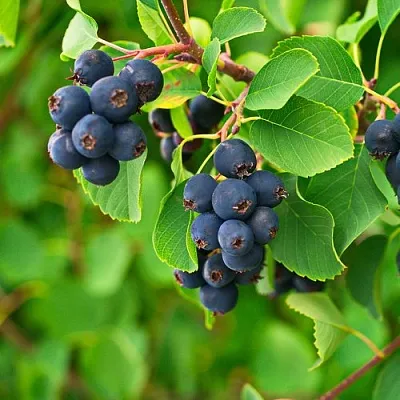 Ирга КОЛОСИСТАЯ в Челябинске