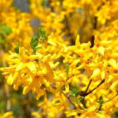 Форзиция в Челябинске