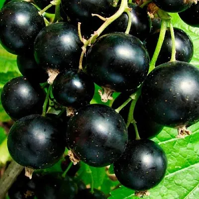 Чёрная  Чёрная в Челябинске