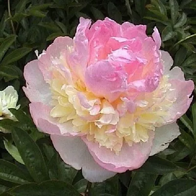 Пион РАСБЕРРИ САНДЕЙ травянистый  Пион РАСБЕРРИ САНДЕЙ травянистый в Челябинске