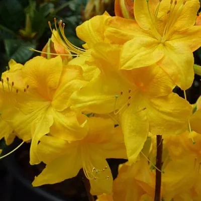 Азалия ЛИМЕТТА листопадная   Азалия ЛИМЕТТА листопадная  в Челябинске