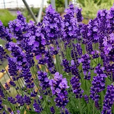 Лаванда ХИДКОТ БЛЮ узколистная  Лаванда ХИДКОТ БЛЮ узколистная в Челябинске
