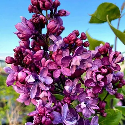 Сирень ВИОЛЕТТА в Челябинске