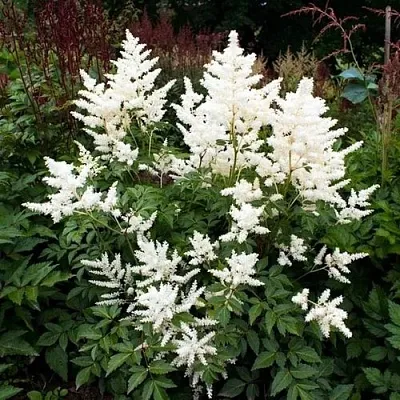 Астильба ДОЙЧЛАНД японская  Астильба ДОЙЧЛАНД японская в Челябинске