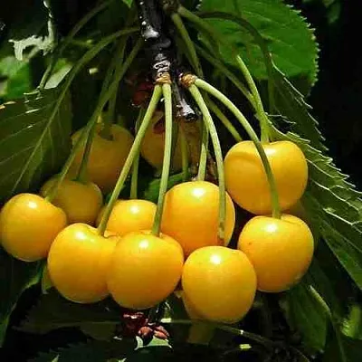 Черешня ЧЕРМАШНАЯ в Челябинске