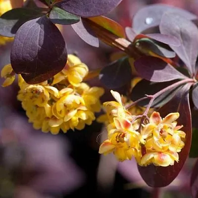 Барбарис в Челябинске