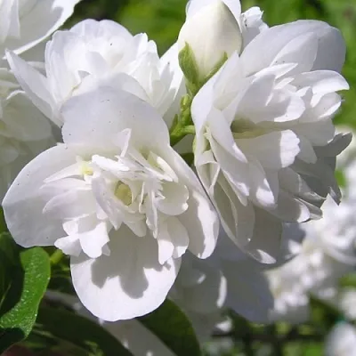 Жасмин ЖИРАНДОЛЬ  Жасмин ЖИРАНДОЛЬ в Челябинске