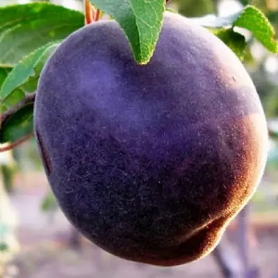 Абрикос ШЛОР ЦИРАН в Челябинске