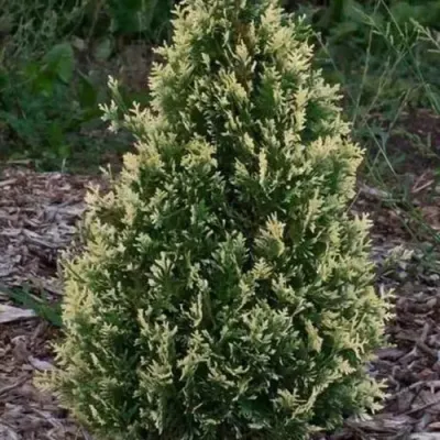 Туя БРАБАНТ ВАРИЕГАТТА западная — описание сорта Туя БРАБАНТ ВАРИЕГАТТА западная в Челябинске