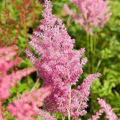 Астильба РЕЙНЛЕНД японская  Астильба РЕЙНЛЕНД японская в Челябинске