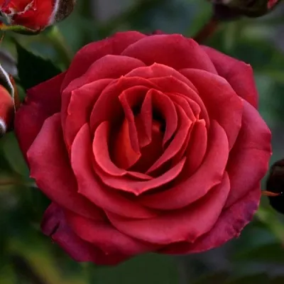 Саженцы роз ЧОКОЧИНО спрей  Саженцы роз ЧОКОЧИНО спрей в Челябинске