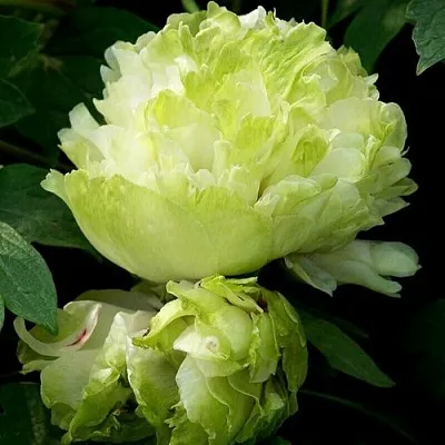 Пион ЗЕЛЕНЫЙ ШАР древовидный  Пион ЗЕЛЕНЫЙ ШАР древовидный в Челябинске