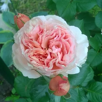 Саженцы роз ФИЛИНГ чайно-гибридная  Саженцы роз ФИЛИНГ чайно-гибридная в Челябинске