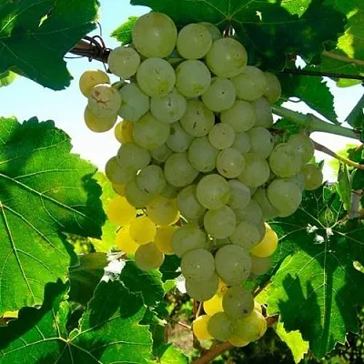 Виноград КИШМИШ МУСКАТНЫЙ в Челябинске