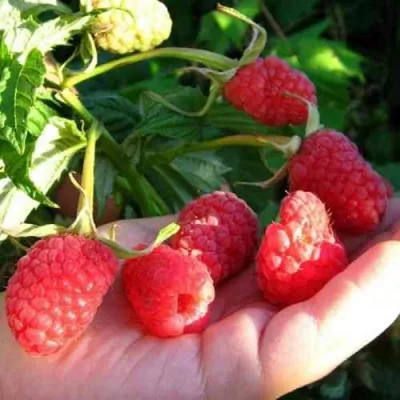 Малина ГОРДОСТЬ РОССИИ — описание сорта Малина ГОРДОСТЬ РОССИИ в Челябинске