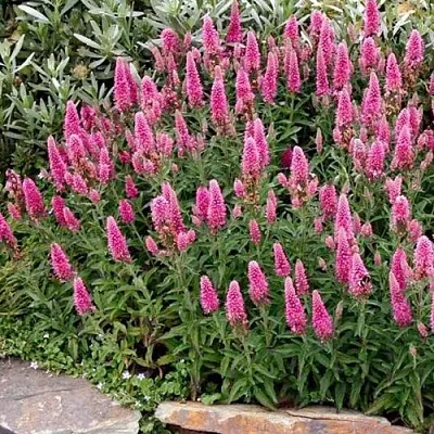 Вероника РОЗЕА колосковая  Вероника РОЗЕА колосковая в Челябинске