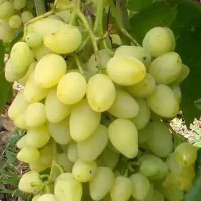 Виноград ЗАРНИЦА в Челябинске