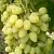 Виноград ЗАРНИЦА в Челябинске