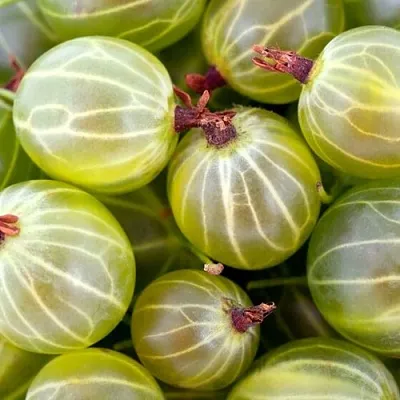 Крыжовник   Крыжовник  в Челябинске