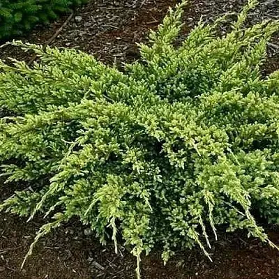 Можжевельник ДРИМ ДЖОЙ чешуйчатый  Можжевельник ДРИМ ДЖОЙ чешуйчатый в Челябинске