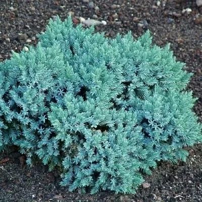 Можжевельник БЛЮ СТАР чешуйчатый  Можжевельник БЛЮ СТАР чешуйчатый в Челябинске