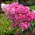 Гортензия МЕГА МИНДИ метельчатая в Челябинске
