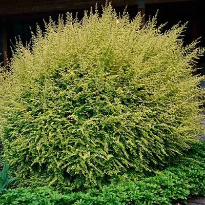 Жимолость в Челябинске