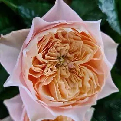 Саженцы роз ВУВУЗЕЛА РОМАНТИК чайно-гибридная  Саженцы роз ВУВУЗЕЛА РОМАНТИК чайно-гибридная в Челябинске