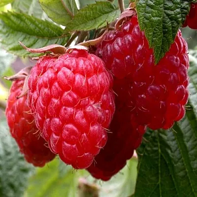 Малина КВЕЛЛИ в Челябинске