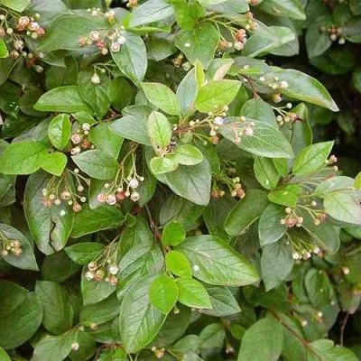 Кизильник блестящий в Челябинске