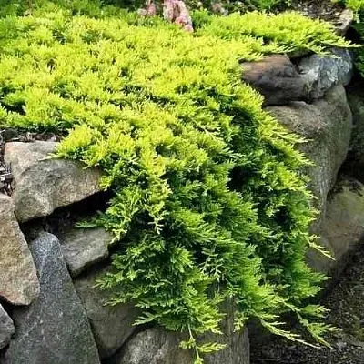 Можжевельник ГОЛДЕН КАРПЕТ горизонтальный  Можжевельник ГОЛДЕН КАРПЕТ горизонтальный в Челябинске