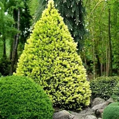 Ель РЕЙНБОУЗ ЭНД сизая  Ель РЕЙНБОУЗ ЭНД сизая в Челябинске