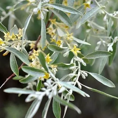 Лох в Челябинске