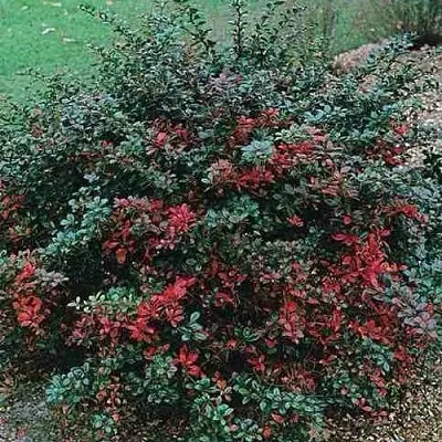 Барбарис РЕД ДЖЕВЕЛ средний   Барбарис РЕД ДЖЕВЕЛ средний  в Челябинске
