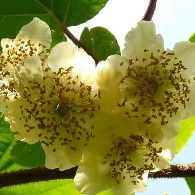 Актинидия АТЛАС (МУЖСКОЙ)  Актинидия АТЛАС (МУЖСКОЙ) в Челябинске