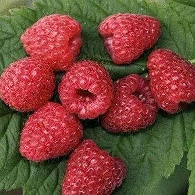 Малина ЗЮГАНА  Малина ЗЮГАНА в Челябинске