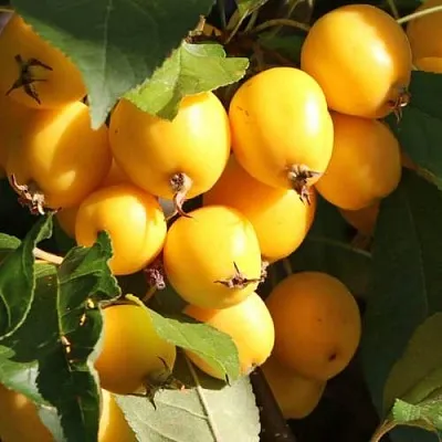 Яблоня ГОЛДЕН ХОРНЕТ декоративная  Яблоня ГОЛДЕН ХОРНЕТ декоративная в Челябинске