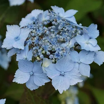 Гортензия БЛЮ ДЕКЛ пильчатая в Челябинске