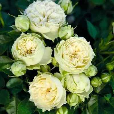 Саженцы роз БЛАНШЕТТ спрей  Саженцы роз БЛАНШЕТТ спрей в Челябинске