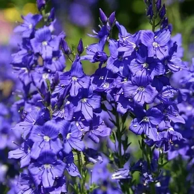 Вероника австрийская  Вероника австрийская в Челябинске