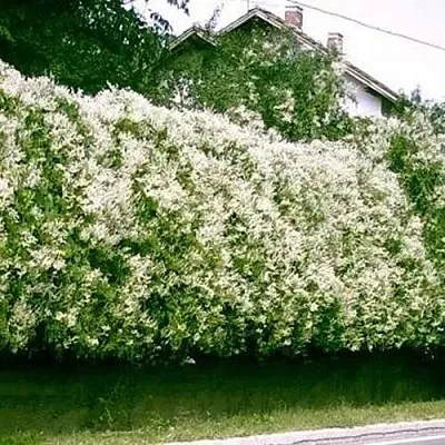 Фаллопия в Челябинске